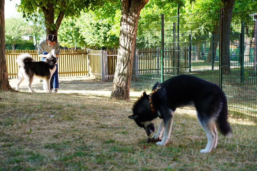 Parc canin