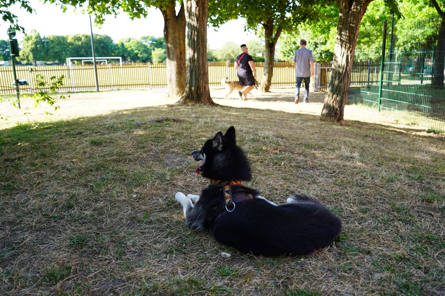 Des citoyens à la défense de leur parc canin